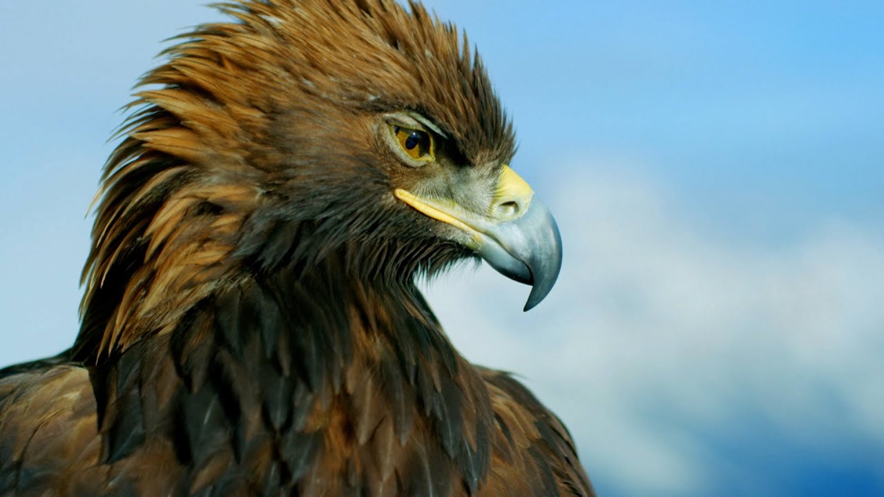 Sé como el Aguila decide o muere Dejá Fluir